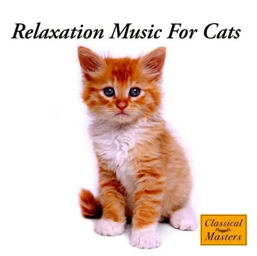 A black and white cat standing on a woman's leg.