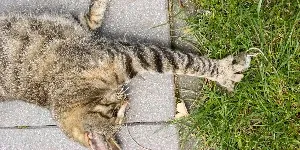 A cat is laying on the ground.