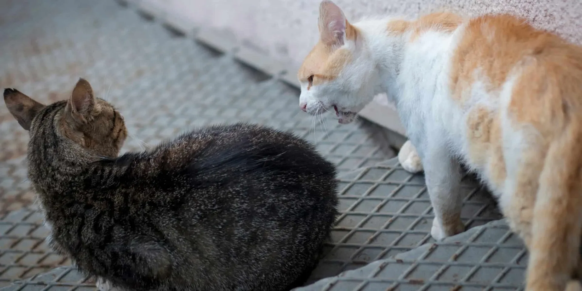 Two cats sitting on a stairway.
