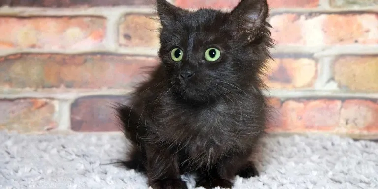 A black cat with green eyes.