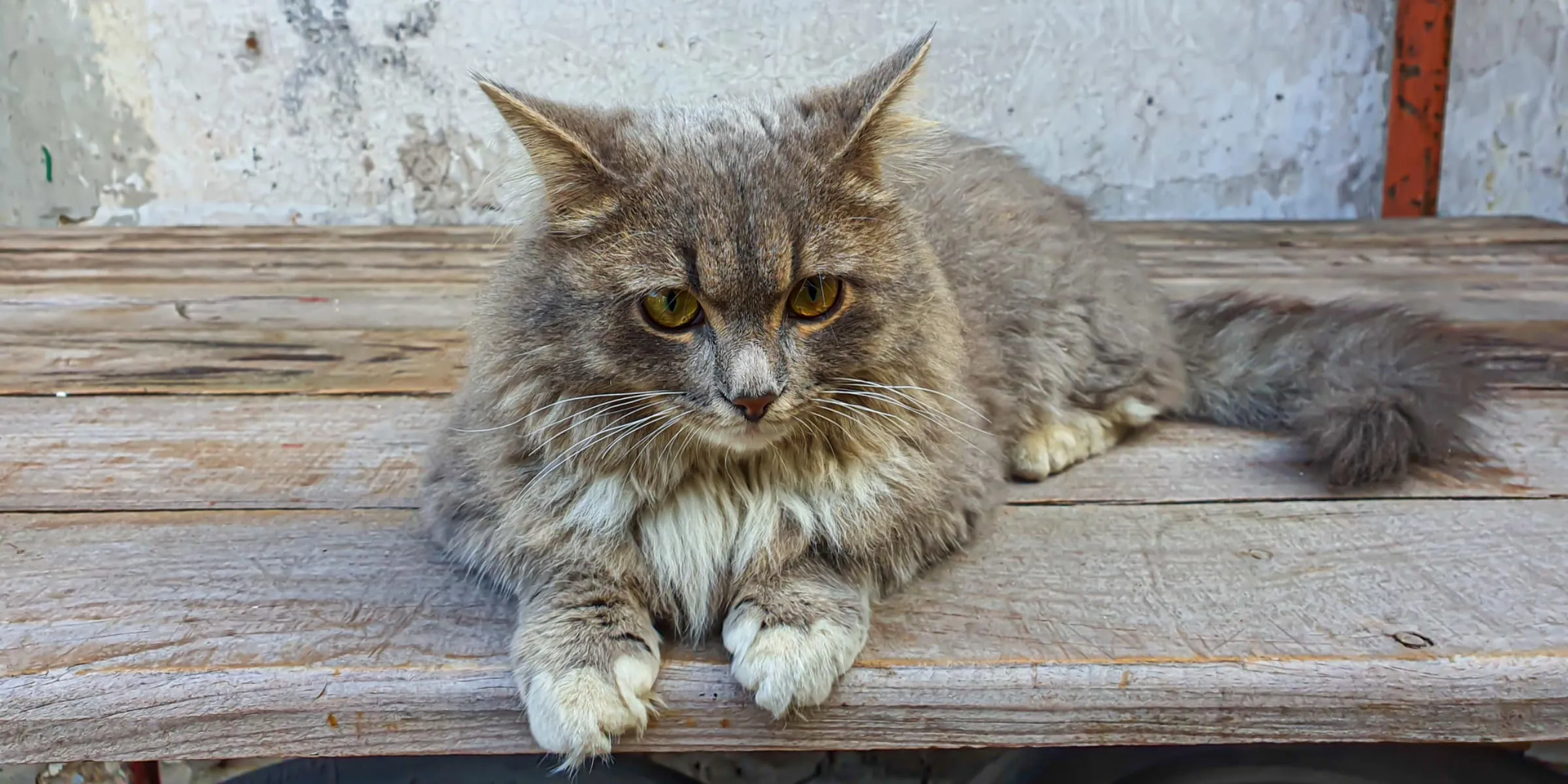 Gray cat, wooden table
