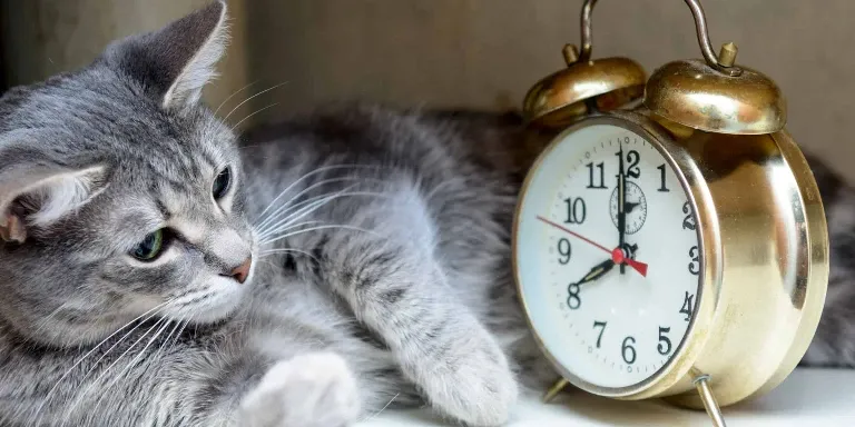 cat, alarm clock