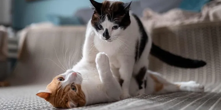 Two cats playing on the floor in a living room.