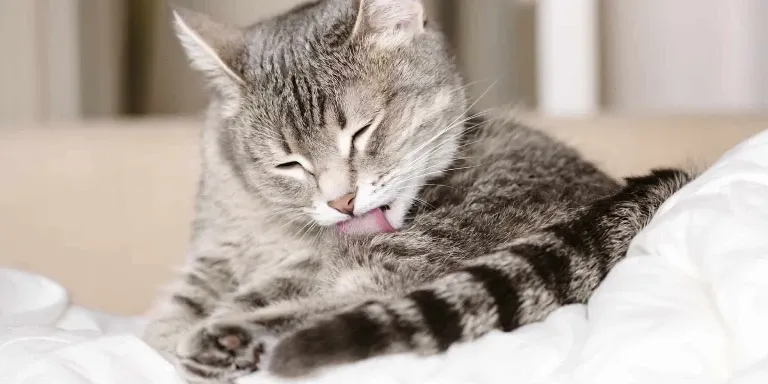 A cat licking its tongue on a bed.