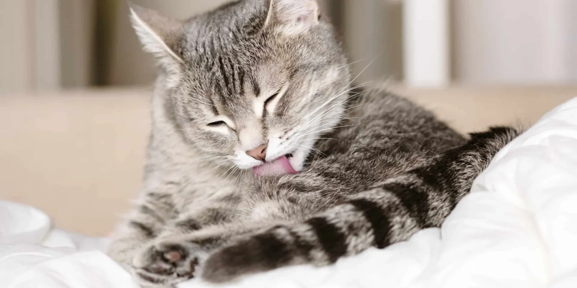 A cat licking its tongue on a bed.
