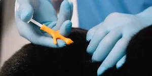 A person in blue gloves is putting a needle into a black dog's leg.