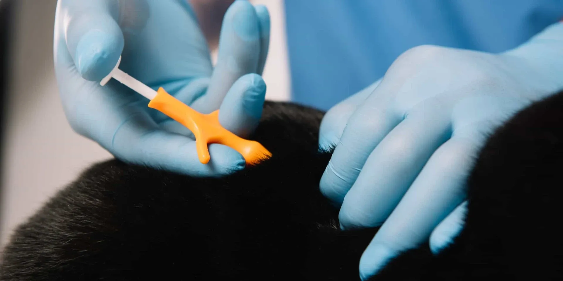 A person in blue gloves is putting a needle into a black dog's leg.
