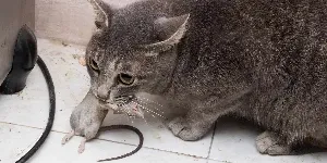A gray cat with a mouse in its mouth.
