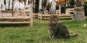 A cat is sitting in the grass.