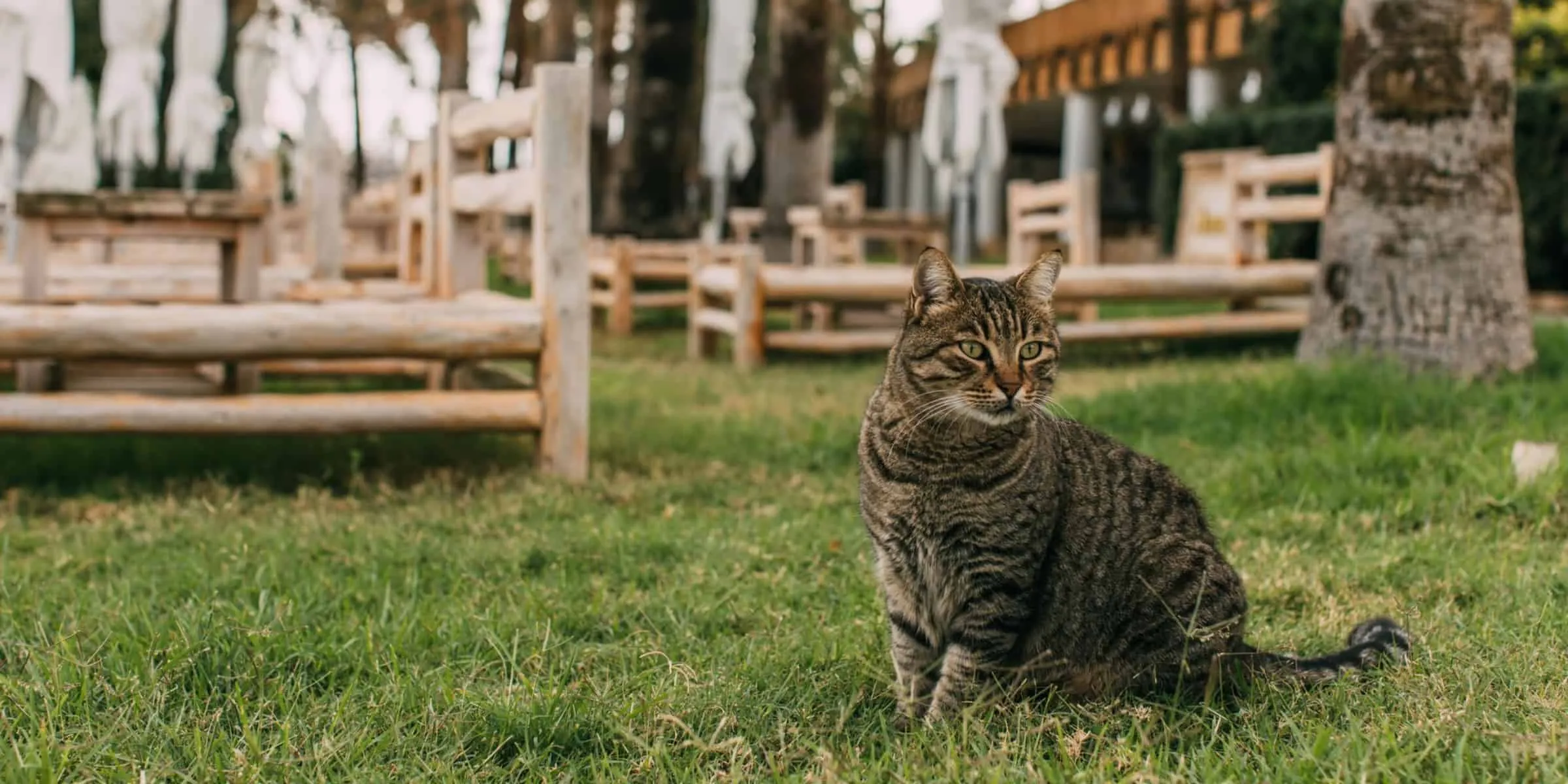 A cat is sitting in the grass.