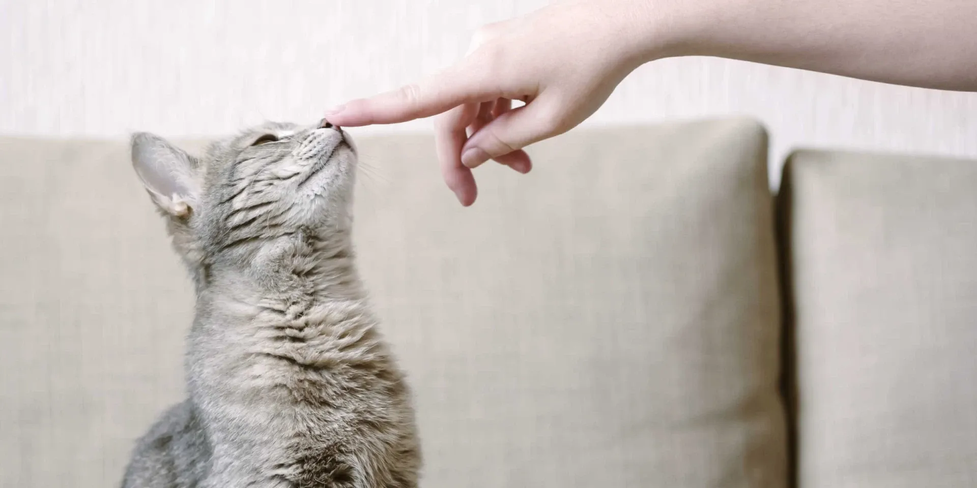 A cat reaching for a person's finger.