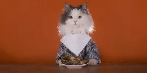 A white cat being groomed by a person.