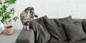 A cat is standing on top of a gray couch.
