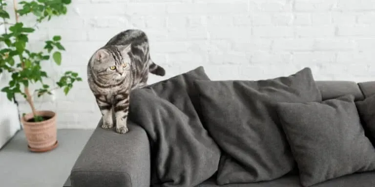 A cat is standing on top of a gray couch.