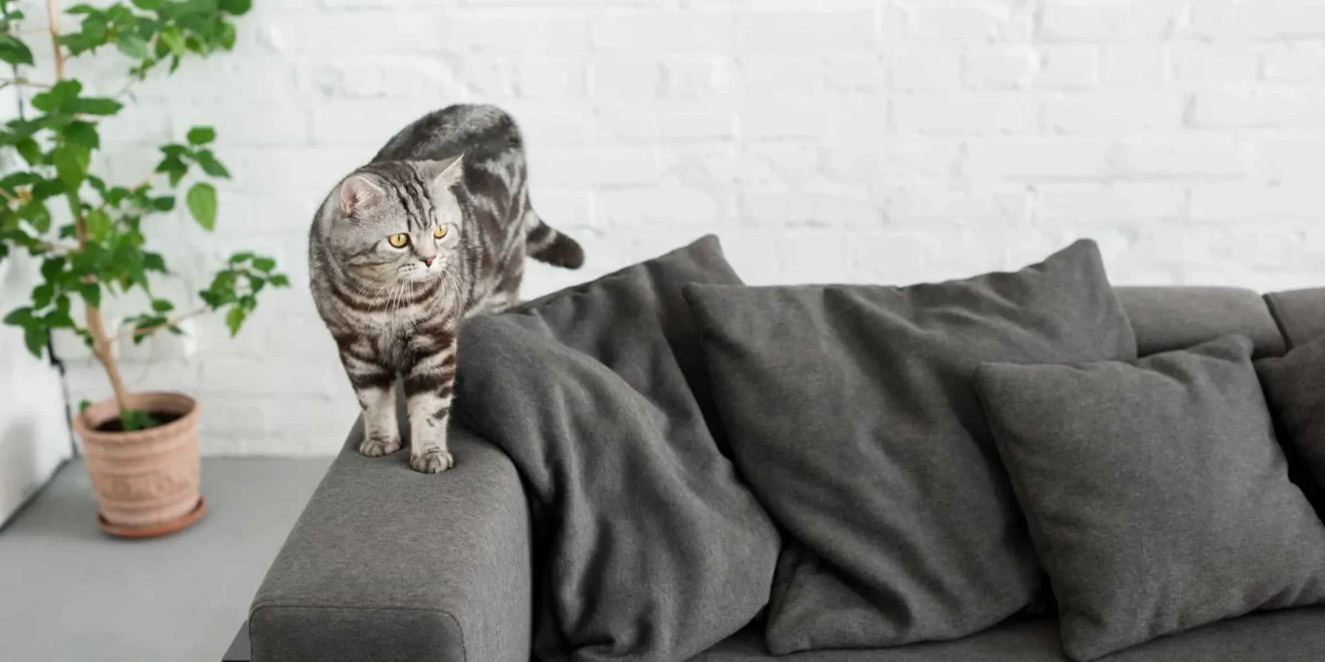 A cat is standing on top of a gray couch.