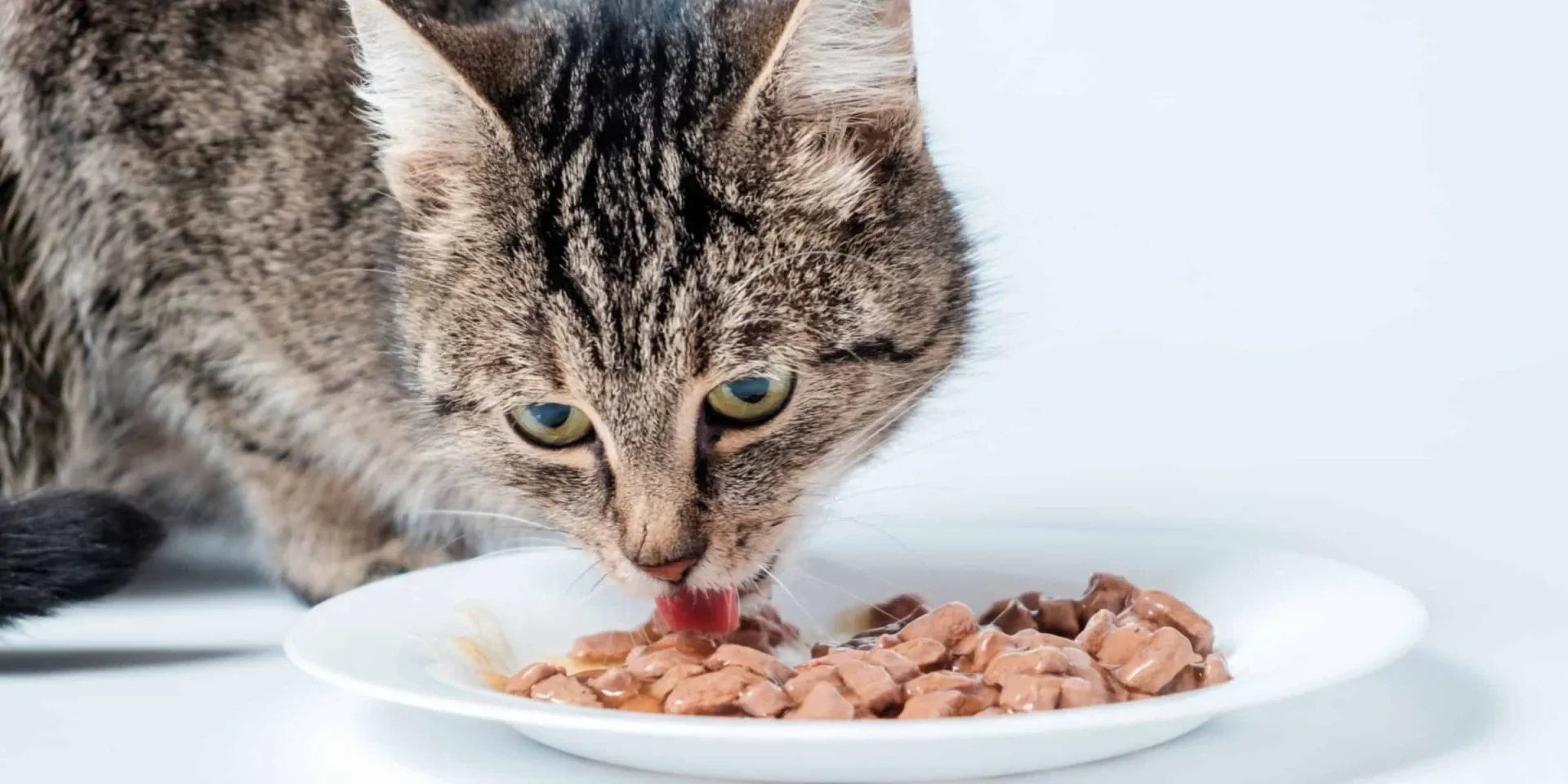 A tabby cat eating food from a white plate.