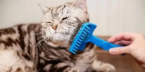A person brushing a cat with a blue comb.