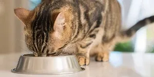 A tabby cat eating from a silver bowl.