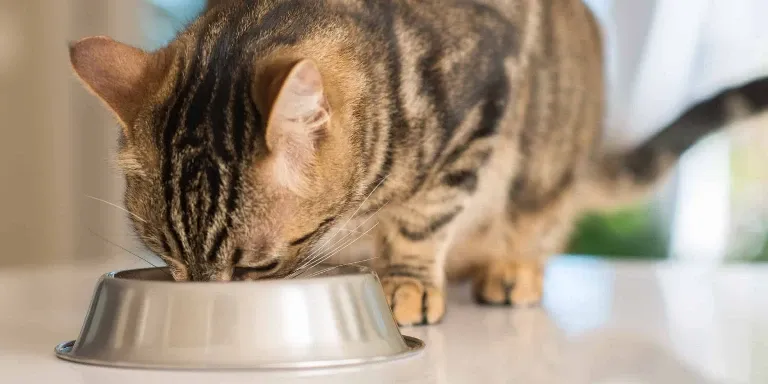 A tabby cat eating from a silver bowl.