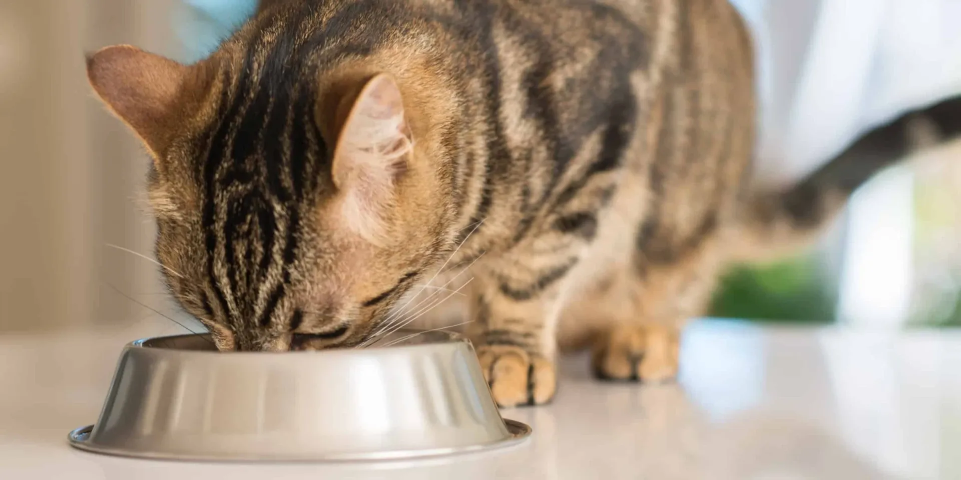 A tabby cat eating from a silver bowl.