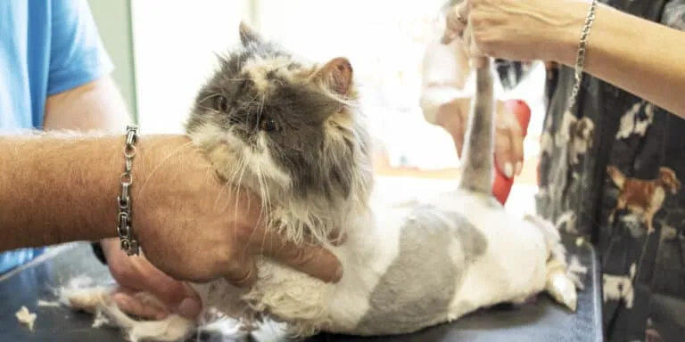 A cat being groomed by a person.
