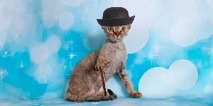 Cat, clicker training