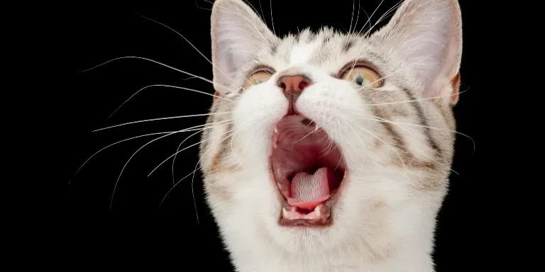 A cat yawns with its mouth open on a black background.