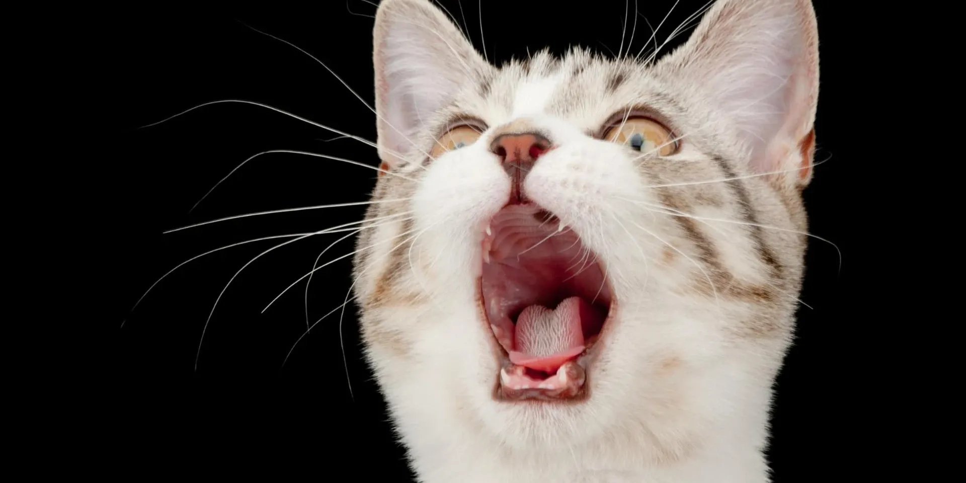 A cat yawns with its mouth open on a black background.