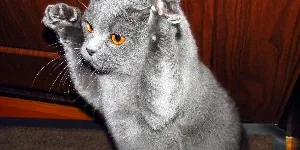 A gray cat with its paws raised in the air.