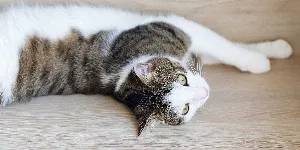 A cat laying on a wooden floor.