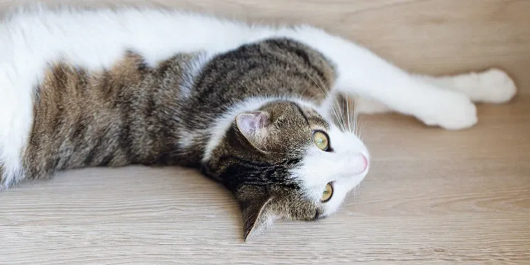 A cat laying on a wooden floor.