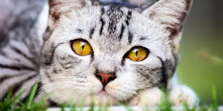 A cat laying on the grass with yellow eyes.