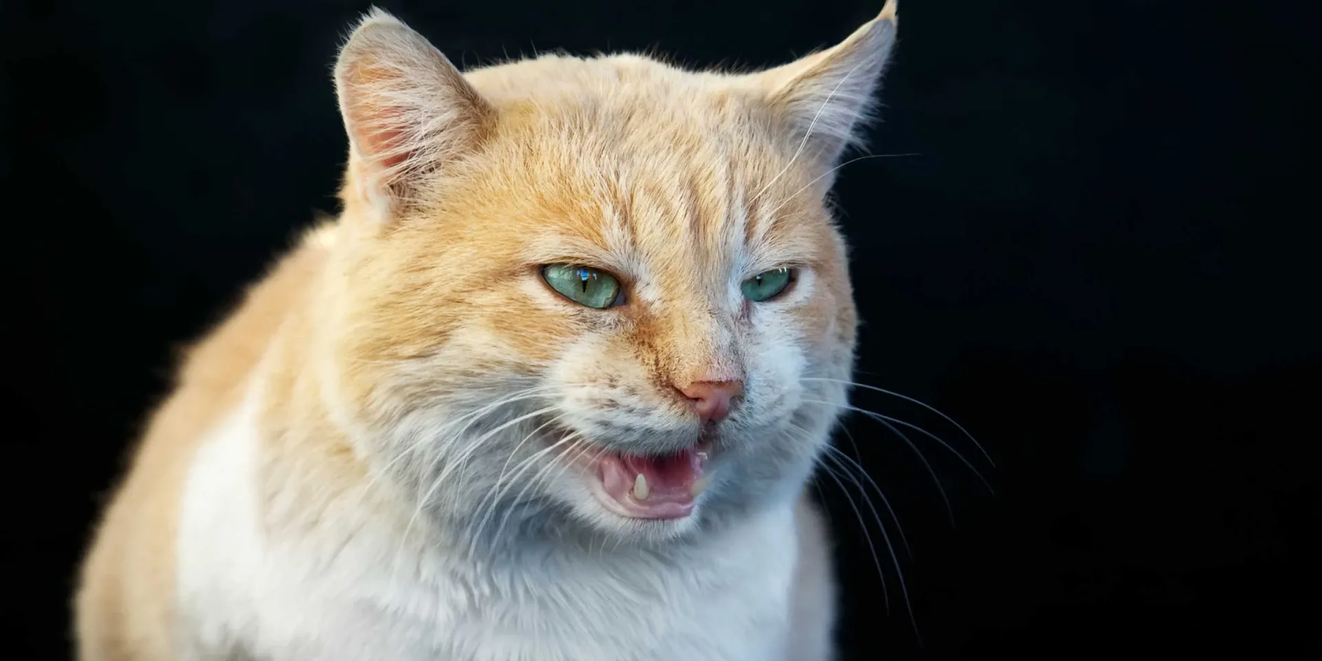 An orange tabby cat with green eyes on a black background.