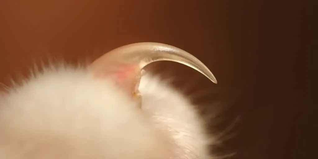 A close up of a cat's paw.