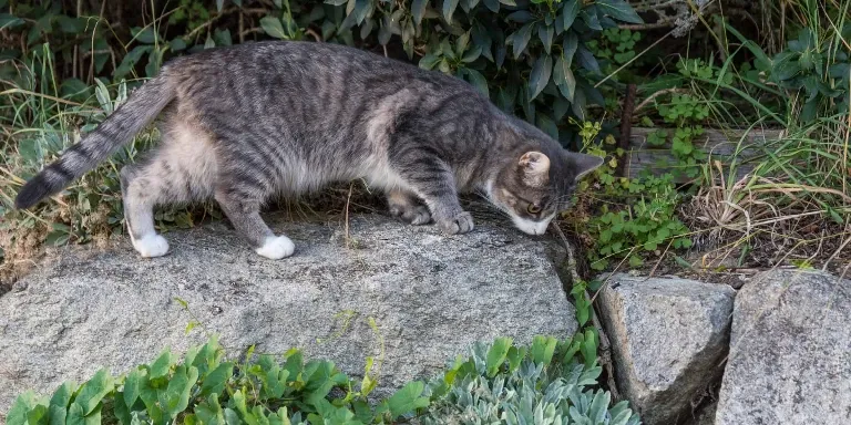 A gray and white cat on a rock.