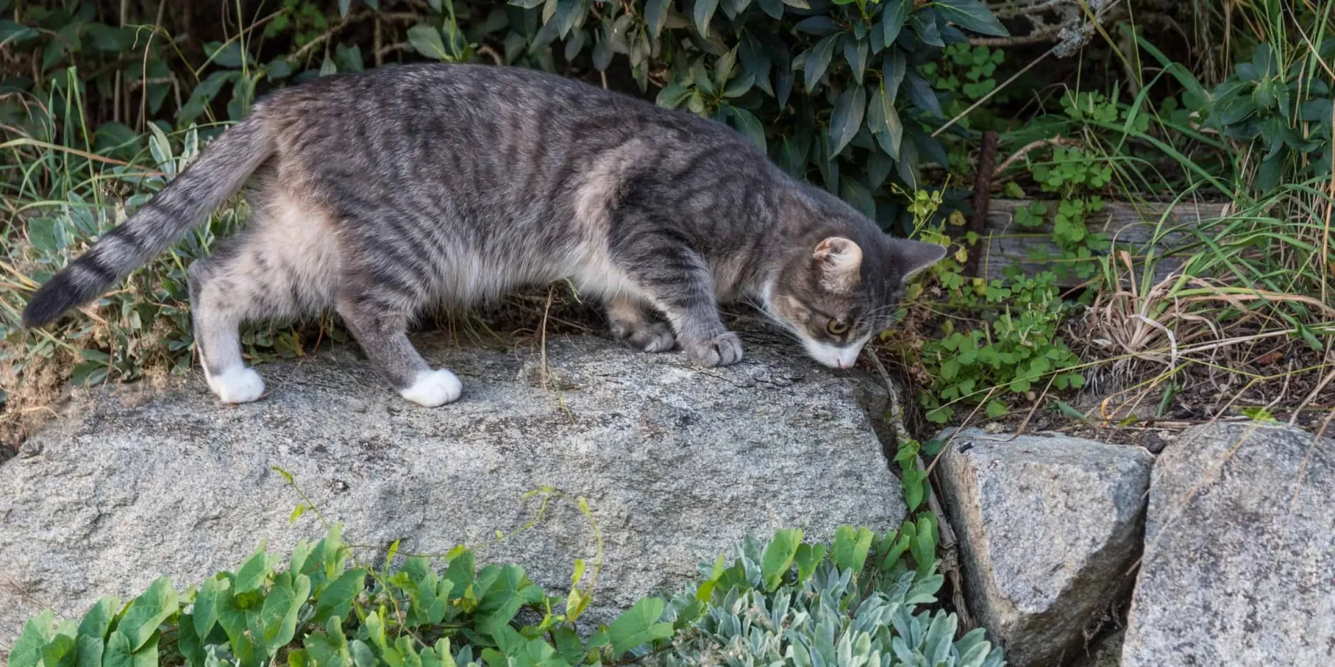A gray and white cat on a rock.
