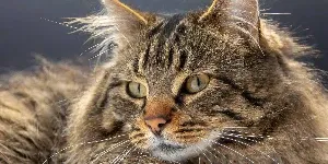 A close up of a long haired cat.