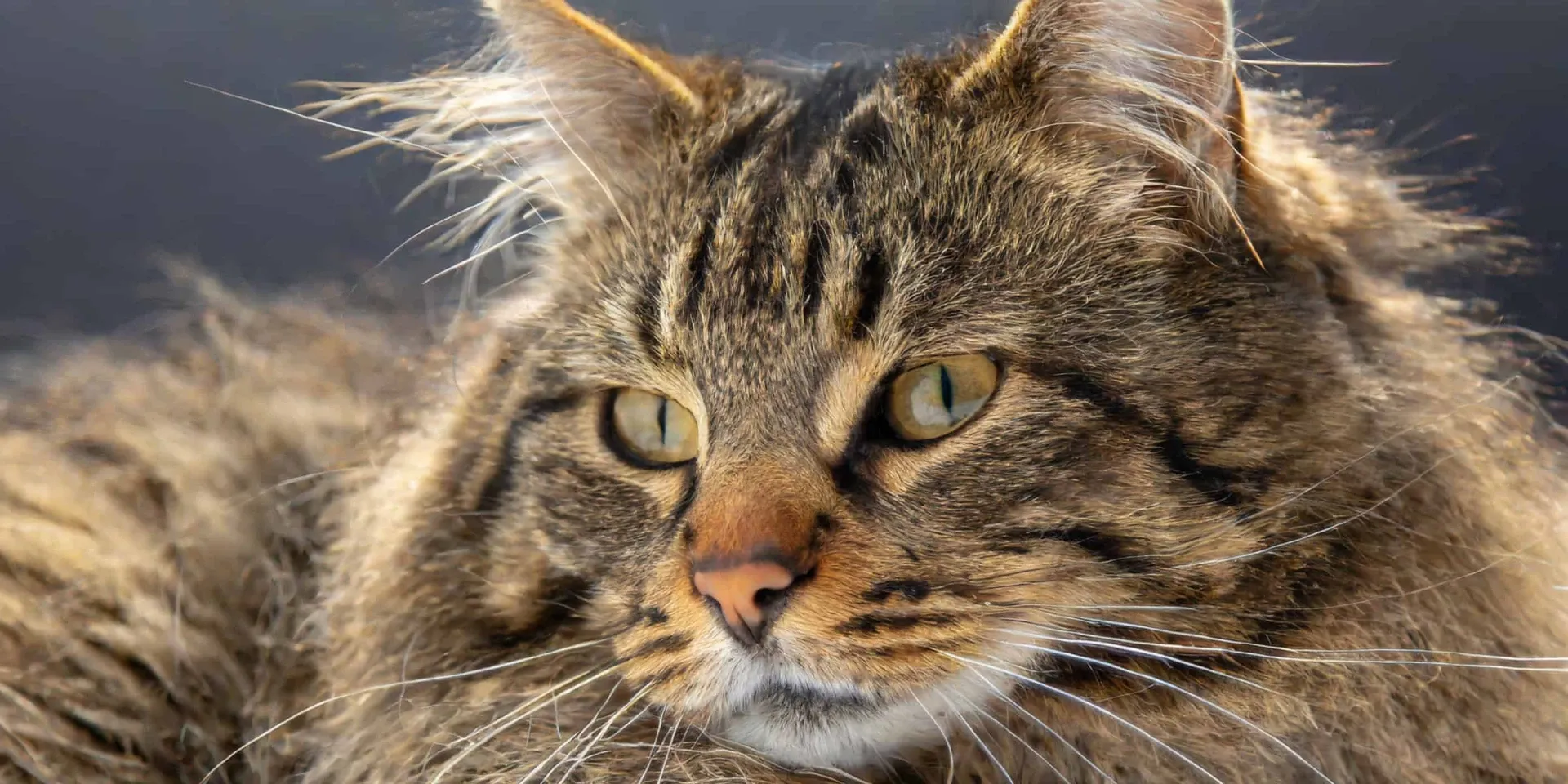A close up of a long haired cat.