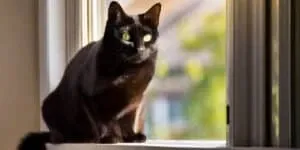 A black cat sitting on a window sill with green eyes.
