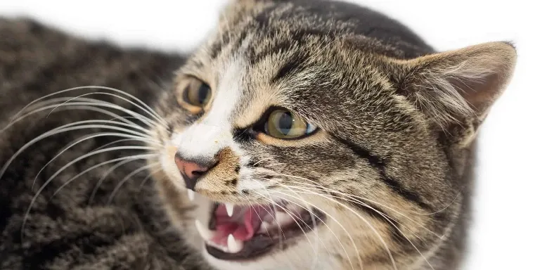 A cat is yelling with its mouth open.