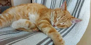 A cat sleeping on a chair.