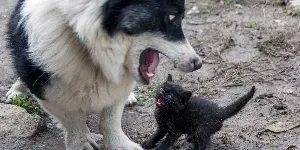 A black and white dog and a black kitten.