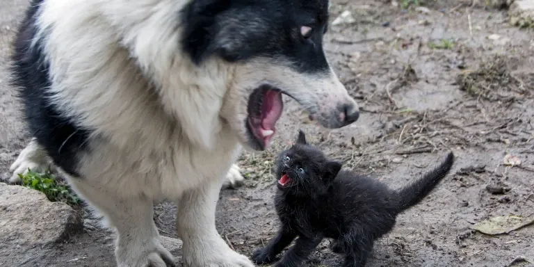 A black and white dog and a black kitten.