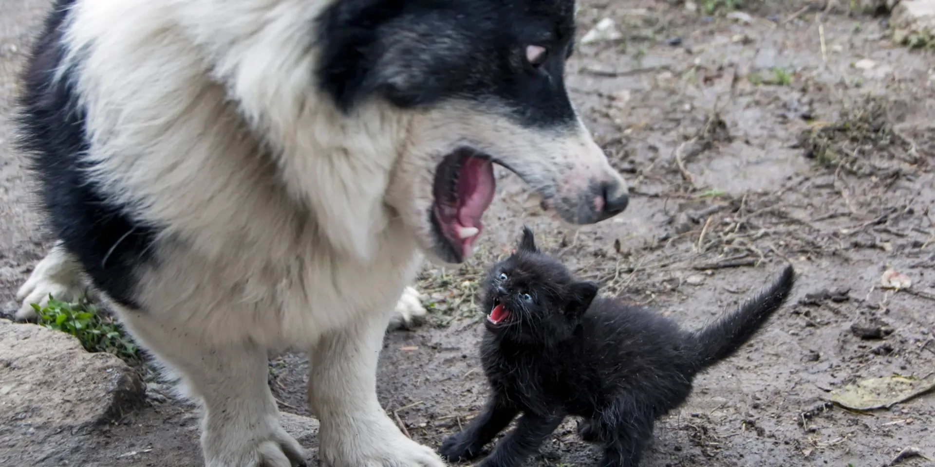 A black and white dog and a black kitten.
