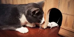 A cat and a mouse standing next to each other.