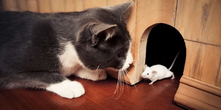 A cat and a mouse standing next to each other.