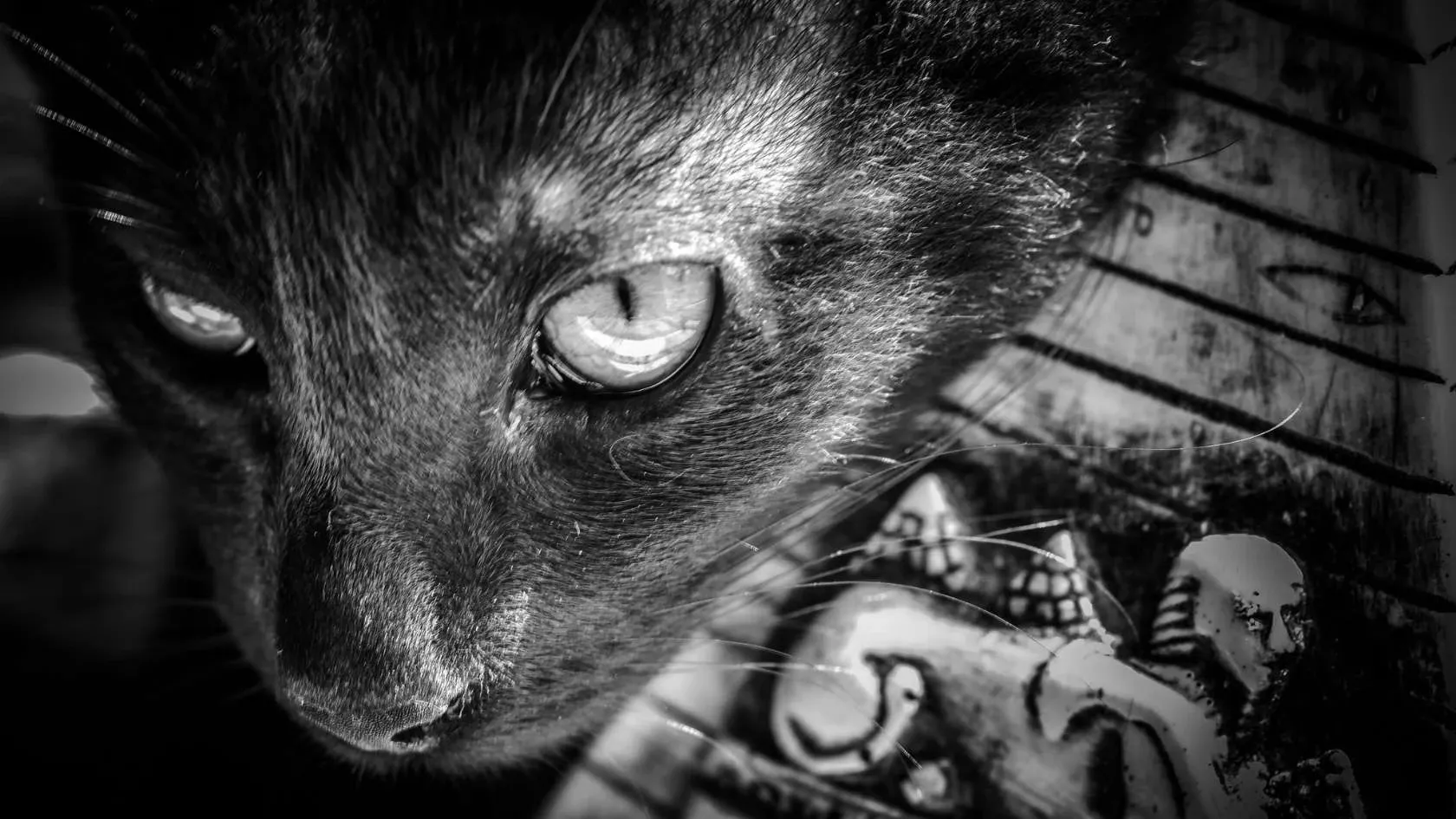 Black and white photo of a black cat.