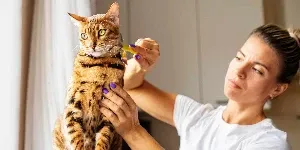 A woman is brushing a bengal cat.