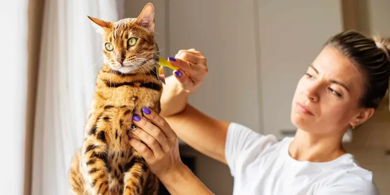 A woman is brushing a bengal cat.