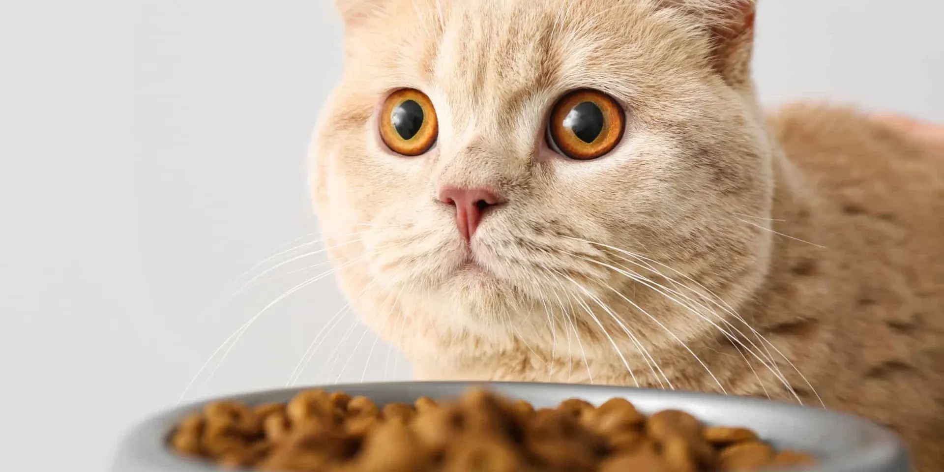 A cat is looking at a bowl of cat food.